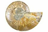 Cut & Polished Ammonite Fossil (Half) - Madagascar #345998-1